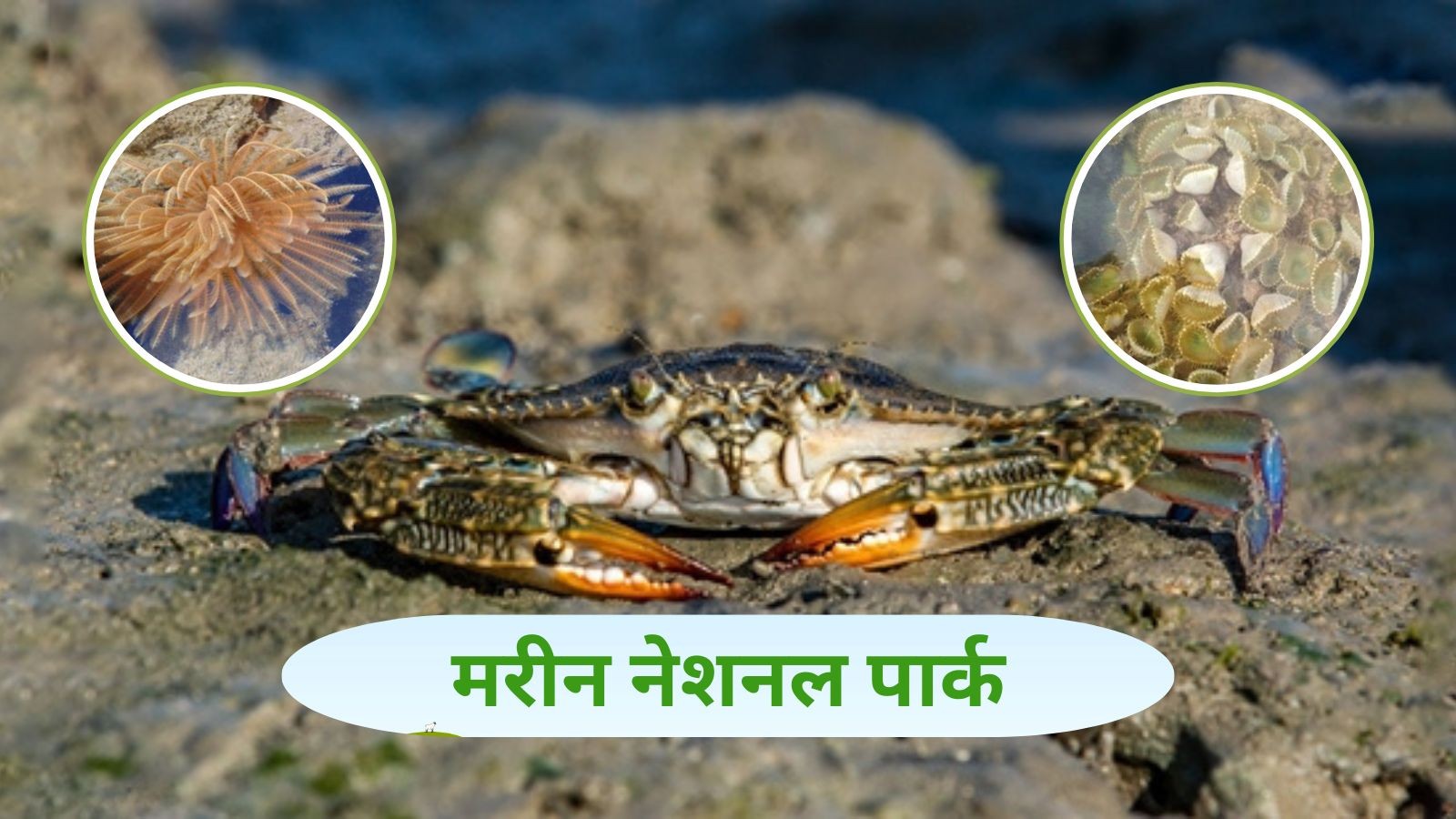 Mathiran Fish Discover India's First Marine National Park: A World of Underwater ...