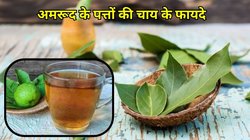 इस फल के पत्तों की कड़क चाय की प्याली… बर्फ की तरह पिघला देगी पेट की सारी चर्बी, शुगर-BP भी रहेगा कंट्रोल