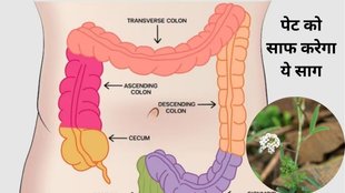 kidney stone , bathua saag in kidney stone , how to treat for kidney stone , bathua saag benefits , eat bathua saag in constipation , how bathua saag is important for health