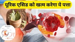 Uric Acid: सिर्फ एक ये पत्ता जोड़ों में फंसे यूरिक एसिड को जड़ से कर देगा खत्म, इस तरह कर लें सेवन