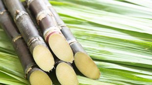 sugarcane chewing benefits