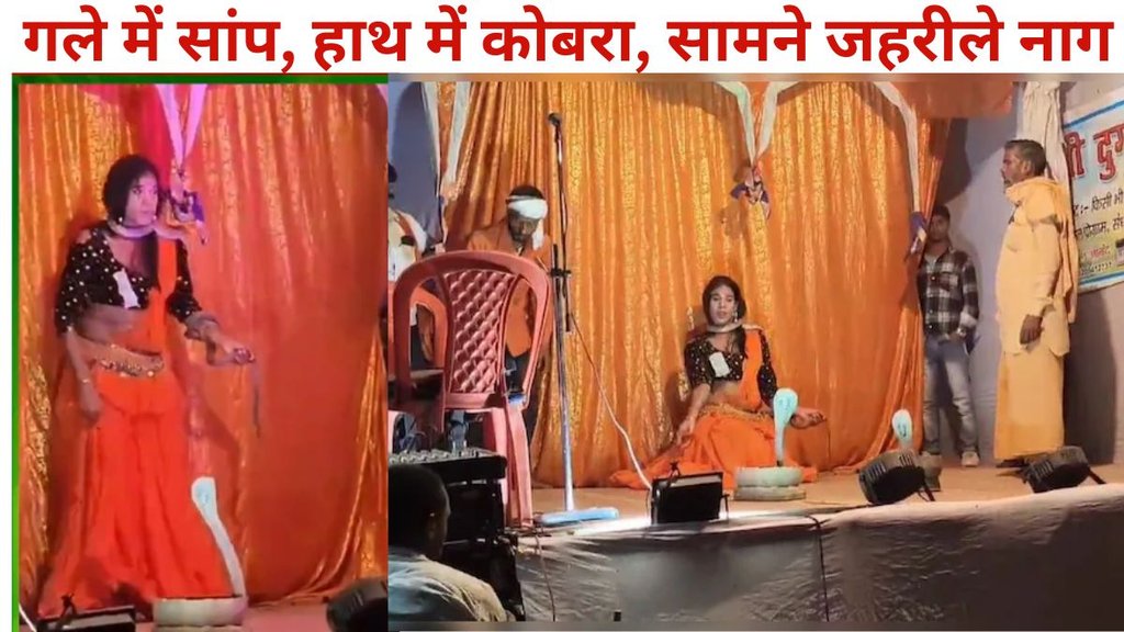 Cobra snake, Stage program, saharsa news, poisonous snakes