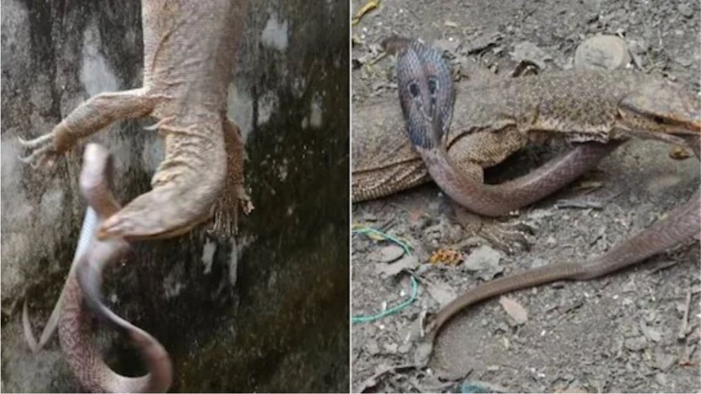 Monitor lizard caught cobra Monitor lizard caught cobra