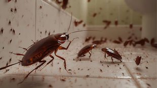 cockroach । cockroach cleaning । How to get rid of cockroach
