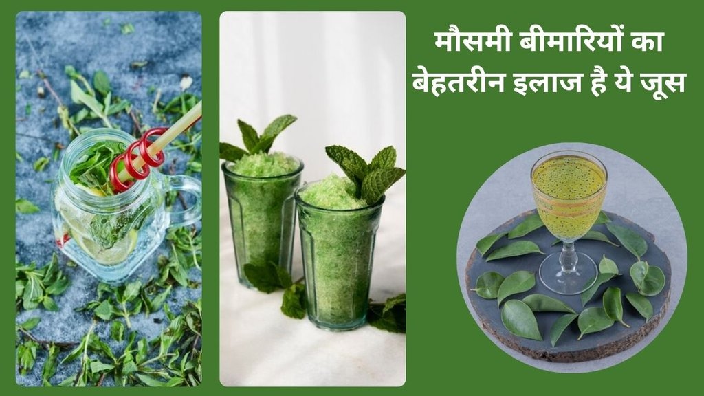 Benefits of curry leaves for hair, Curry leaves, Curry leaf plant, Curry leaves powder, Curry leaves benefits, uses of curry leaves, home remedies for weight loss