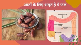 health benefits of dates,latest news , benefits of raw dates, where are dates produced , health tips , in which season are dates available ,Strengthens immune system,