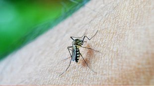 dengue risk