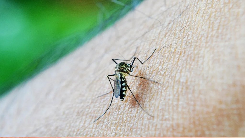 dengue risk