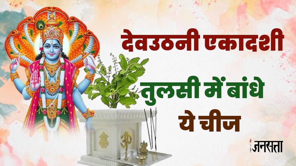 Dev Uthani Ekadashi 2024, Dev Uthani Ekadashi 2024 shubh muhurt, tulsi upay, tulsi and kawala, tulsi pila dhaga, basil plant yellow thread, tulsi and milk, best direction for tulsi, tulsi and milk