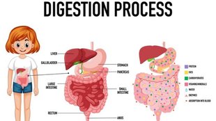 Digestive Accessory organs in hindi, What organs are needed to digest food in hindi, Digestive system functions in hindi, What is digestive system in hindi, facts about digestive system in hindi