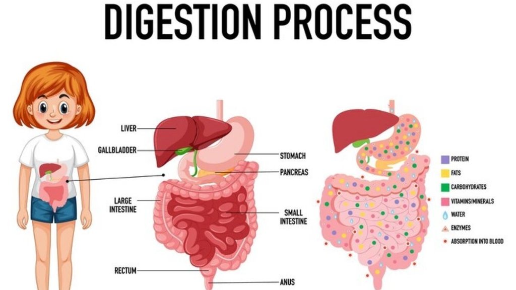 Digestive Accessory organs in hindi, What organs are needed to digest food in hindi, Digestive system functions in hindi, What is digestive system in hindi, facts about digestive system in hindi