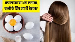 अंडा लगाना चाहिए या खाना चाहिए? जानें बालों के लिए क्या है ज्यादा फायदेमंद