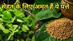 सेहत के लिए वरदान हैं ये पत्ते, कई गंभीर बीमारियों से मिलेगा छुटकारा, जानिए इसके फायदे