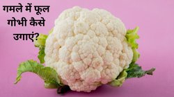 Gardening Tips: गमले में फूलगोभी कैसे उगाएं? यहां पढ़ें सबसे आसान तरीका