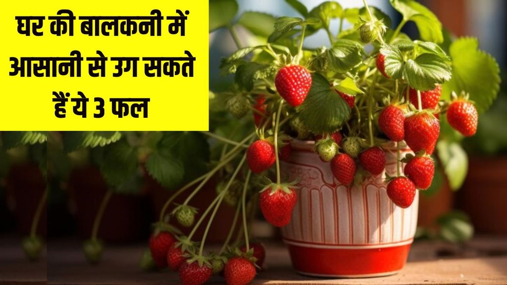 how to grow papaya । how to grow strawberry । how to grow kiwi