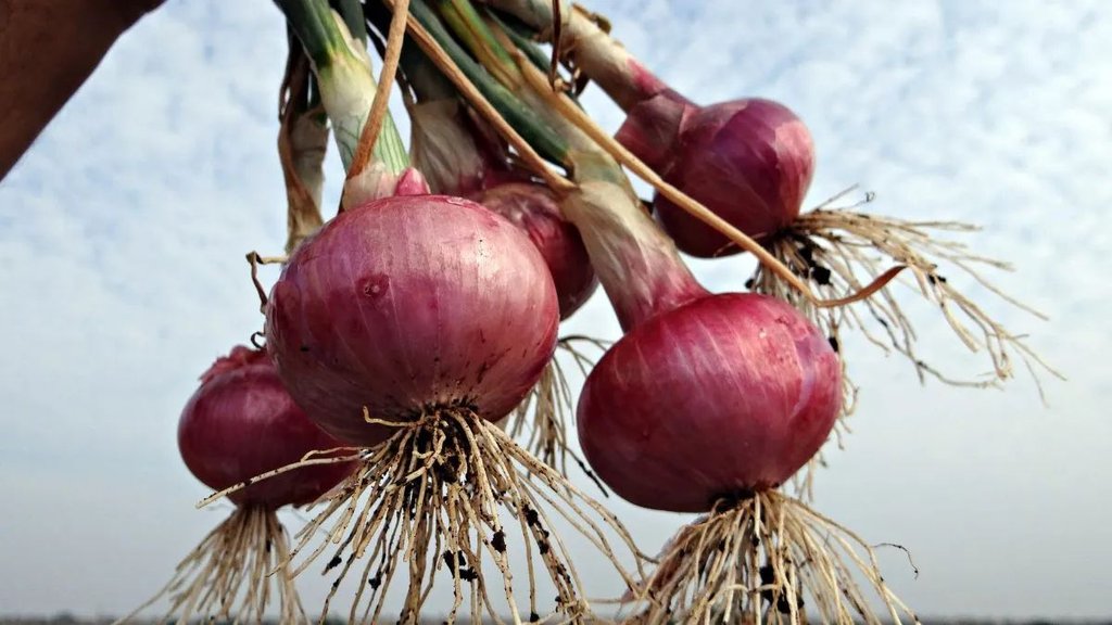 grow onions at home । grow onions