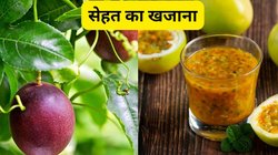 इस पेड़ के फल और पत्तियों में छिपा है सेहत का खजाना, शुगर-कोलेस्ट्रॉल समेत ये बीमारियां हो जाएंगी छुमंतर