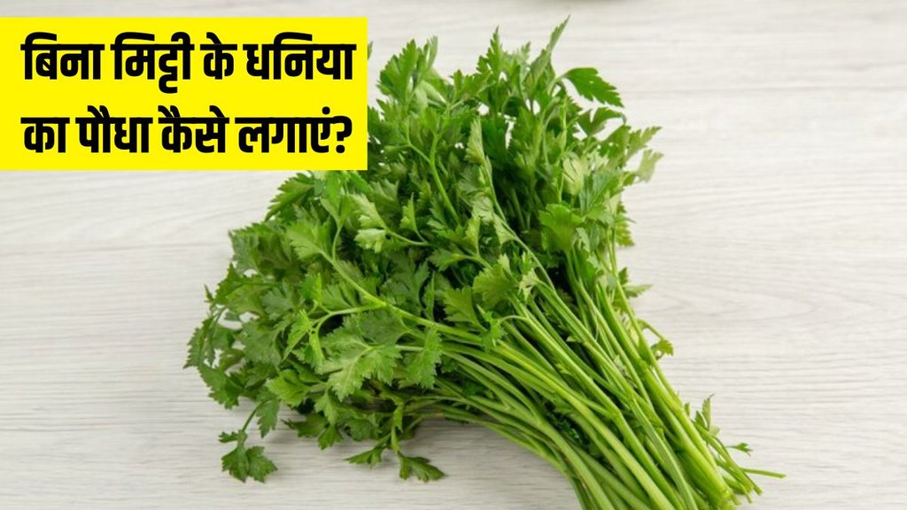 how to grow dhaniya without soil । how to grow coriander without soil । Home gardening