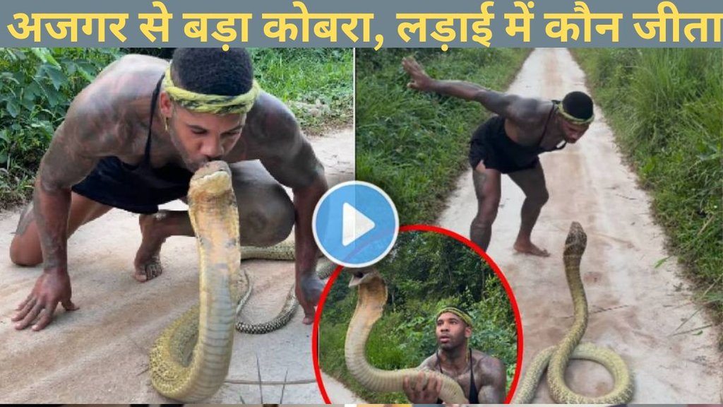 Man Trying to Kiss King Cobra, King Cobra Attack Video