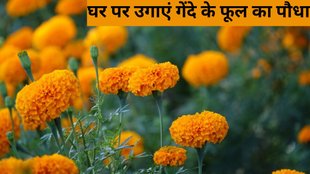 marigold flower । marigold flower at home । marigold