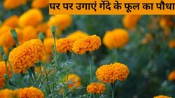 Marigold Flower: घर पर कैसे लगाएं गेंदे के फूल का पौधा? यहां पढ़ें स्टेप-बाय-स्टेप गाइड