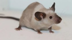 ‘चूहों ने कुतर दी…’, पटना के अस्पताल में गायब मिली मृतक की एक आंख तो डॉक्टरों ने बताई अजीब वजह