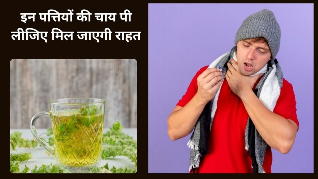 Drumstick Leaves Tea Benefits, Drumstick Leaves Tea Benefits in Hindi, सहजन की पत्तियों का काढ़ा पीने के फायदे, सहजन की पत्तियों का काढ़ा कैसे बनाएं, Moringa Leaves Tea Health Benefits in Hindi,drumstick leaves, moringa leaves, superfood, protein, calcium, antioxidants, hair, skin, blood pressure,