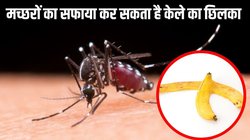 केले के छिलके से भी दूर भाग सकते हैं मच्छर, रात को चैन की नींद सोने के लिए आज ही ट्राई करें ये आसान ट्रिक्स