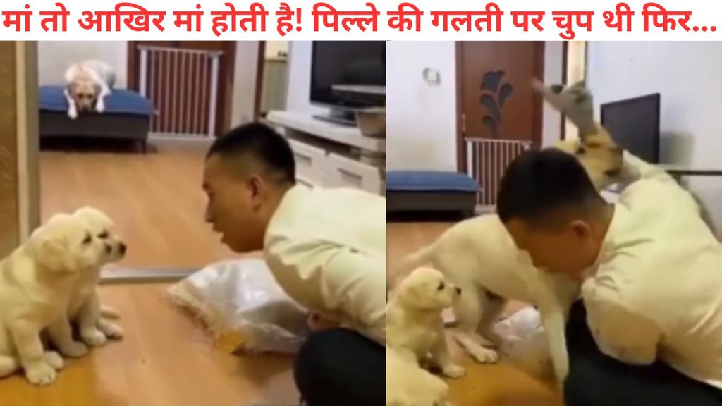 viral news, dog viral video, Viral Video, pet dog