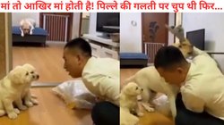 पिल्लों को डांट रहा था मालिक, चुपचाप देख रही थी मां, जैसे ही बच्चों को मारने के लिए उठाई चप्पल.., Viral Video देख हो जाएंगे भावुक