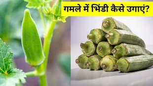 Can we grow lady finger from fresh seeds । How To Grow Okra (Lady Finger) At Home । Home Gardening