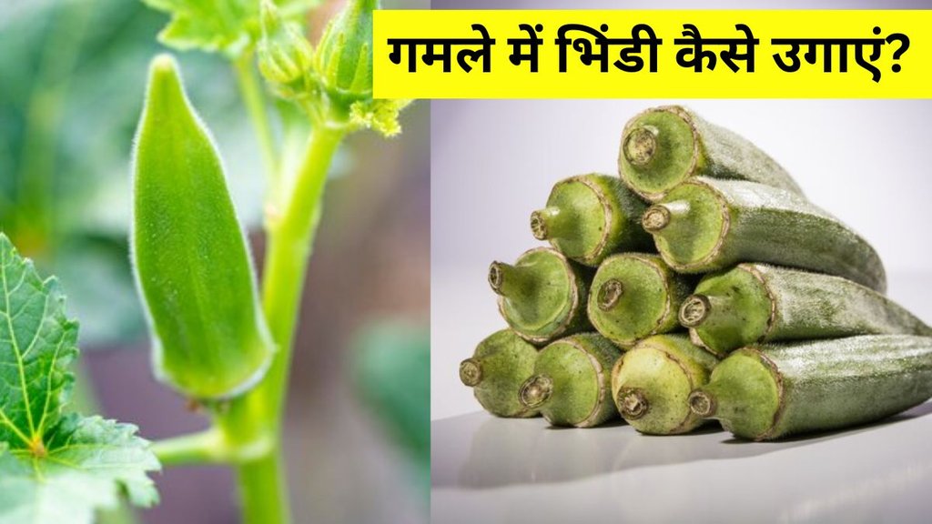 Can we grow lady finger from fresh seeds । How To Grow Okra (Lady Finger) At Home । Home Gardening