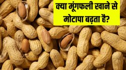 क्या मूंगफली से पेट की चर्बी बढ़ती है? खाने से पहले जरूर जान लें ये बात