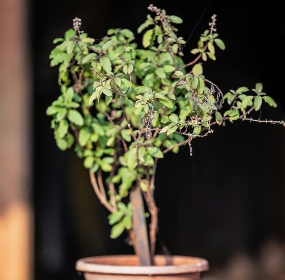 Tulsi