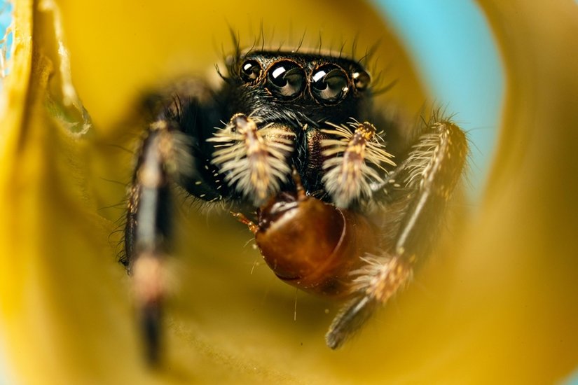animals Eyes