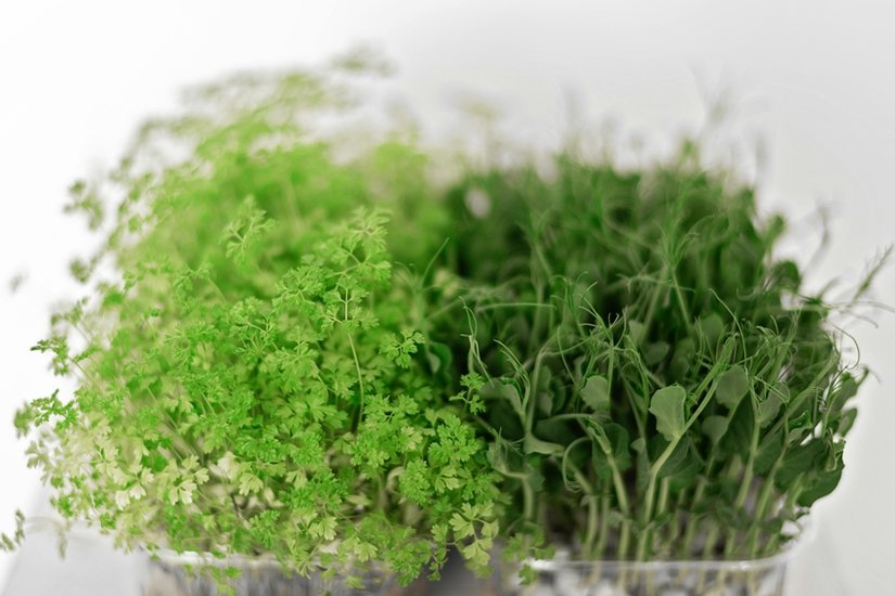 healthy leaves