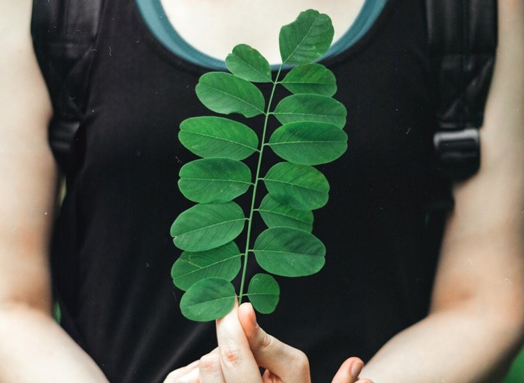 Moringa