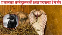 नाग-नागिन छोड़िए इस जीव से कभी मत लीजिएगा पंगा, ये जरूर लेते हैं इंसानों से बदला