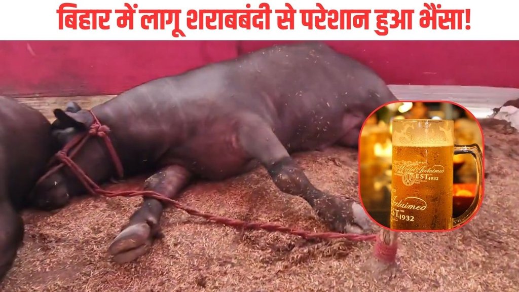 Sonepur Mela| Bihar Bhainsa | Bihar Bhainsa Shrabbandi