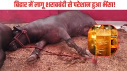 यूपी से बिहार आते ही सुस्त पड़ा 2 करोड़ का भैंसा, मालिक बोला – सर, यहां शराबबंदी है और इसे तो…