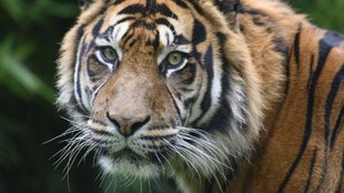 tiger Jhonny| Maharashtra| Telangana