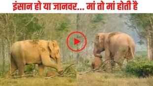 Elephant| Elephant video| Elephant Emotional Video