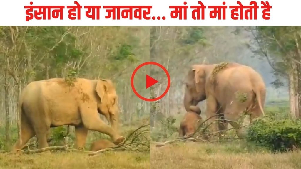 Elephant| Elephant video| Elephant Emotional Video