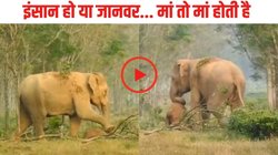 अपने बच्चे की मौत से बेखबर हथिनी कई दिनों तक घसीटती रही उसका शव, दिल दुखा रहा VIRAL VIDEO