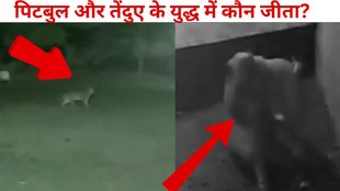 pitbull panther fight Jaipur, Panther and Pitbull fight