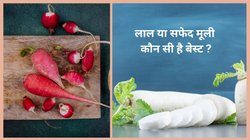 Pink Radish vs White Radish: सर्दी में गर्मी का पावरहाउस है लाल मूली, पर इसका भी जवाब कम नहीं, बेहतर कौन, जानें एक्सपर्ट से