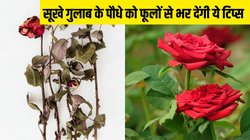 गुलाब का पौधा सूख रहा हो तो क्या करना चाहिए? इन टिप्स से फूलों से लद जाएगा पेड़