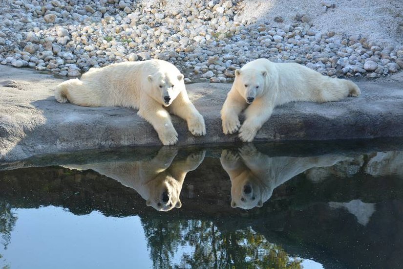 Name of World saddest animal