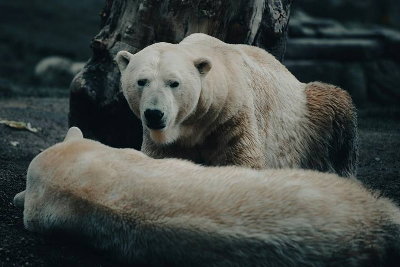 What is the name of saddest animal of earth