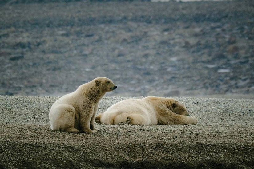 World saddest animal
